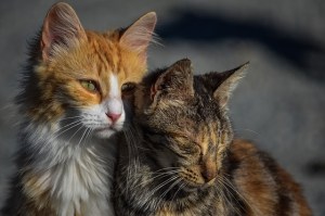 sad_cats