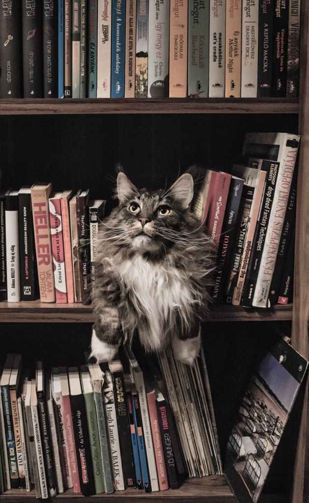 grey and white long coated cat in middle of book son shelf